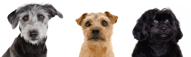 small dogs looking at camera