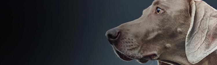 ricerca purina
