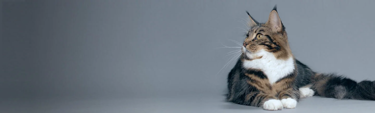 immunité-et-colostrum