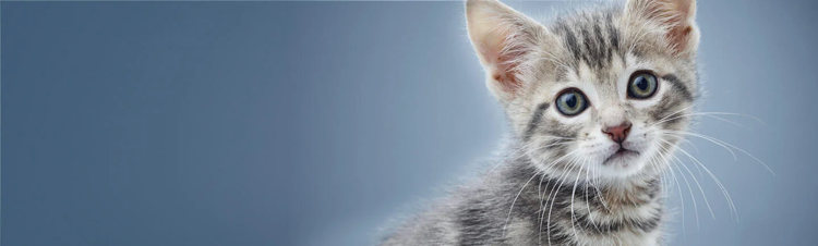 purina-institute-mnr-bannière