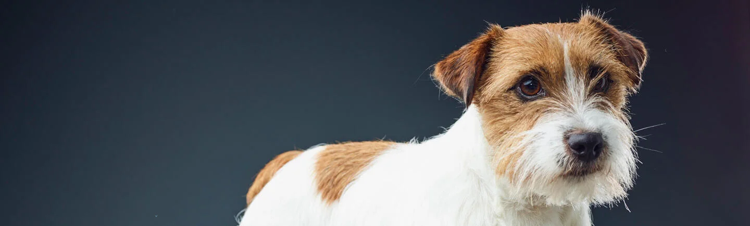 purina-institute-probiotiques