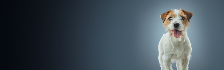 white and brown dog standing