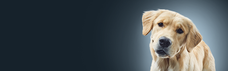 chiot blanc aux oreilles touffues