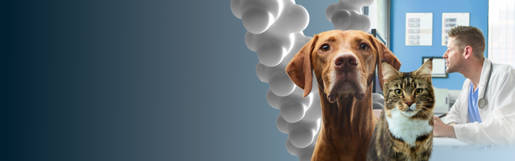 chien et chat sur fond dégradé bleu