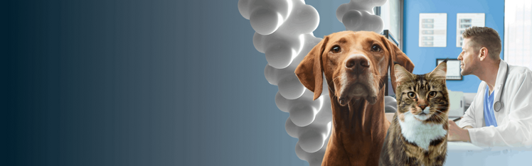 dog and cat over blue gradient background