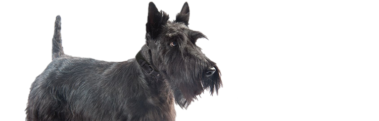 Lernen Sie Annie kennen, eine junge ausgewachsene Hündin einer kleinen Rasse mit Juckreiz und chronischem Durchfall.