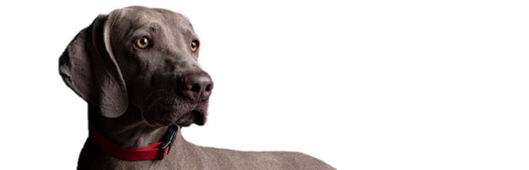 Conoce a Herman, un adulto joven de raza grande con cojera ocasional en las patas traseras y reticencia a jugar.