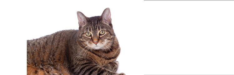 una gata doméstica adulta, de pelaje corto con sobrepeso