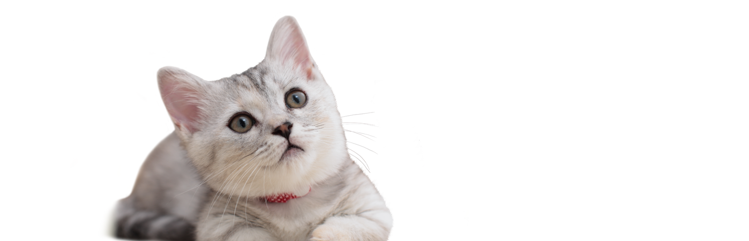 gatito de raza mixta