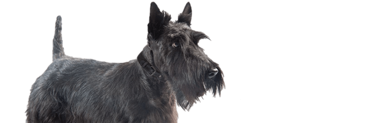 Découvrez Annie, un jeune chien adulte de petite race atteint de prurit et diarrhée chronique.