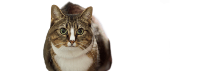 MUFFIN, an Obese Cat