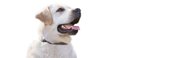 Vi presentiamo Molly, un cane adulto obeso, ma altrimenti sano, di taglia grande.