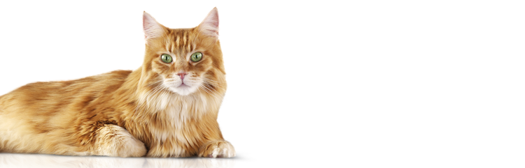 Découvrez Tigger, un chat sénior atteint de polyurie, polydipsie et periurie.
