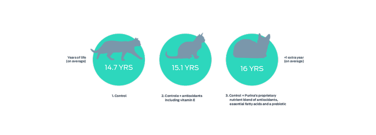 cat years of life graphic