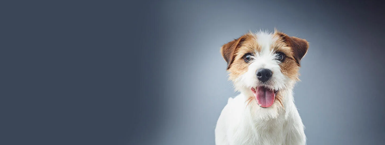 purina-institute-transcriptomique-canine