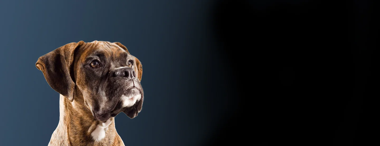 Forschung von Purina