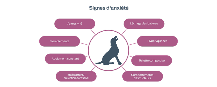 Des signes d'anxiété. Agression. Tremblements. Aboiement persistant. Transpiration/salivation excessive. Claquements de lèvres. Hyper-attention. Toilettage compulsif. Comportements destructeurs.