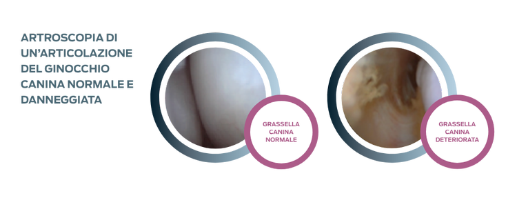 purina Instituto stifle articolare