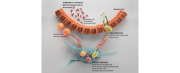 colostrum-activation