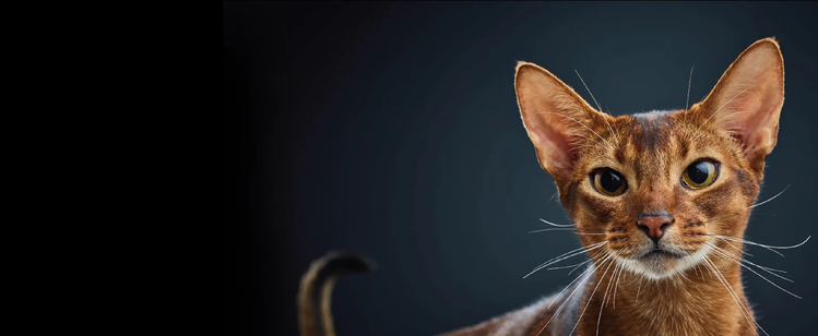 ricerca di Purina sui gatti