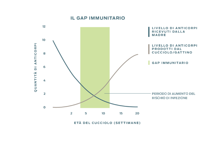 Grafico che mostra il periodo di aumento del rischio di infezione, che si verifica quando la diminuzione del livello di anticorpi ricevuti dalla madre si incrocia con il livello crescente di anticorpi prodotti dal cucciolo o dal gattino.