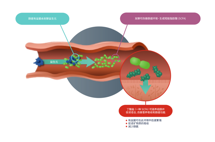 益生菌和益生菌图标