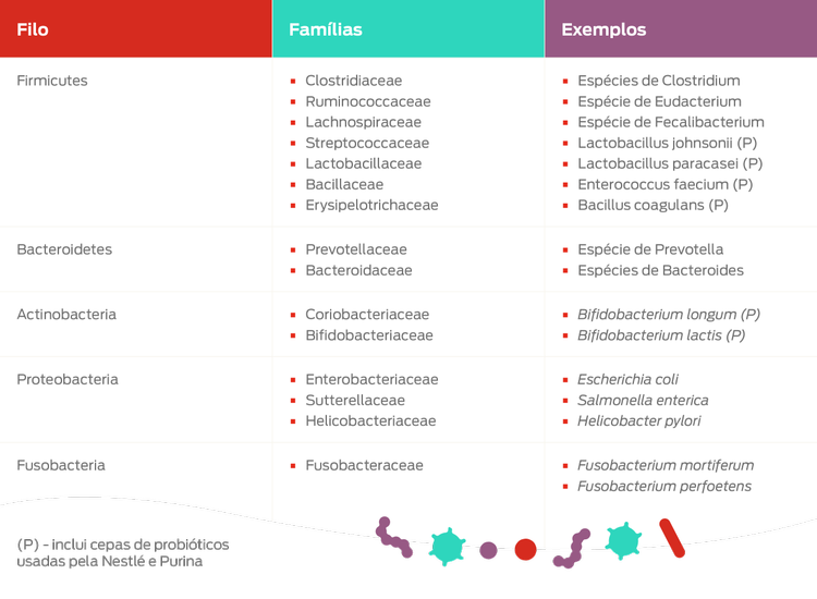 tabela de exemplos de filos
