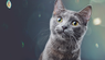 Katzenallergien – Fakten vs. Fiktion