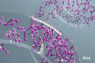 purina-instituto-omnics-transcriptomics