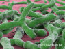 eje intestino-cerebro