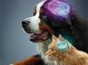 Salud cerebral canina y felina