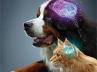 salute del cervello del cane e del gatto