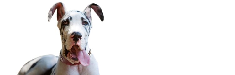 black and white great dane with tongue out