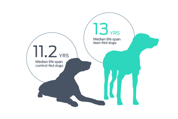 https://www.purinainstitute.com/sites/default/files/2021-02/median-life-span-dogs.png