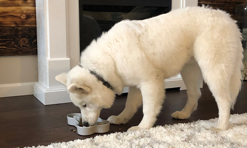 Cão branco comendo do recipiente