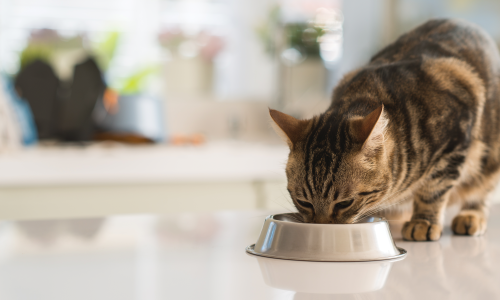 Gato doméstico de pelo curto comendo em recipiente dentro do ambiente interno