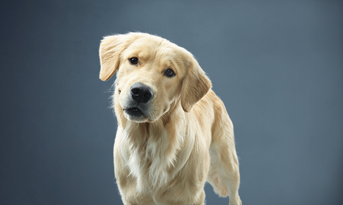 cane di colore chiaro che guarda la fotocamera con un'inclinazione della testa