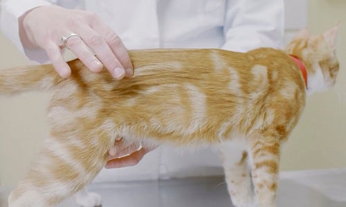 gelbe Katze wird beim Tierarzt gewogen