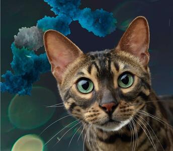 A Transformational Approach to Managing FelD1 the Major Cat Allergen
