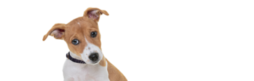 Filhote de cão Jack Russell Terrier puro-sangue