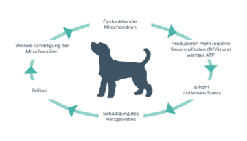 Diagramm der Mitochondrien eines Hundes