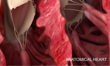 anatomia cardiaca