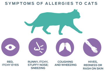 cat allergies rash