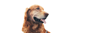 健康な高齢のゴールデンレトリバー犬