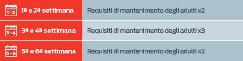 Settimana 1 a 2: Requisiti dell'adulto per il mantenimento x2. Dalla 3a alla 4a settimana: Requisiti dell'adulto per il mantenimento x3. Dalla 5a alla 6a settimana: Requisiti dell'adulto per il mantenimento x2.