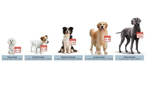 small breed weight chart  Small breed, Weight charts, Chart